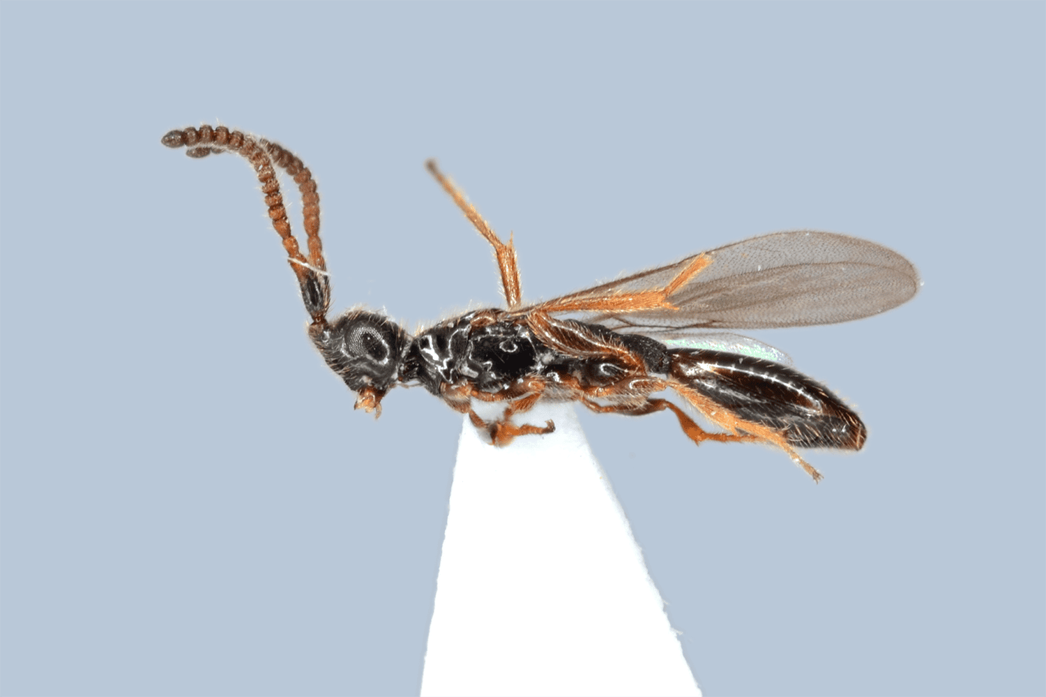 Belyta depressa